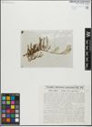 Foto von Salix glabra Scop. x Salix retusa L.